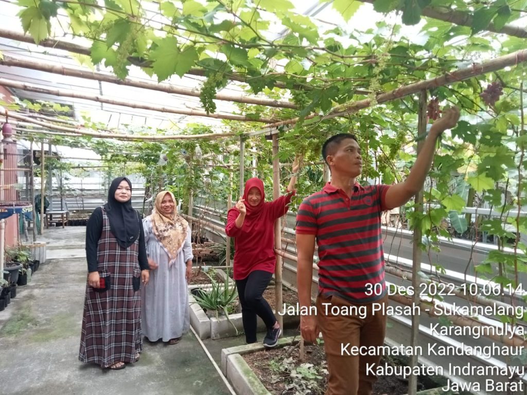 Manfaatkan Pekarangan Rumah, KWT di Kandanghaur Tanam Anggur Berbagai Jenis